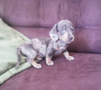 Dachshund Anão - Pêlo Curto